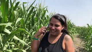 South Texas Corn Maize