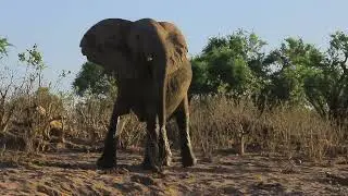 Elephant WARNING Signs Head High, Ears Out And cocked Tail Stay AWAY