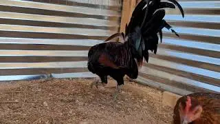 Larry Romero McLean hatch