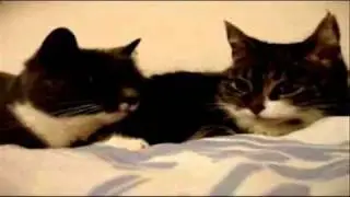 Talende Katte