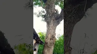 poor monkey fall down 😭😱😭#animal #monkey #viral #plzcomments #plzsubscribe #hindudeity