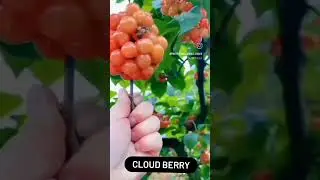 Cloudberries are amber-colored berries with a tart flavor and high nutrition.#cloudberries #berries
