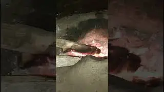 Native fish in the dry village system #fish #native  #short #traditional #village