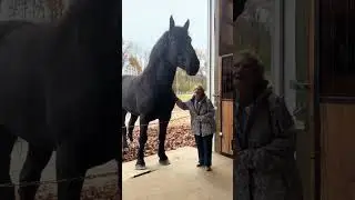 #LargeSarge is great around old folks and children. #percheron #drafthorses  #horses #19HH