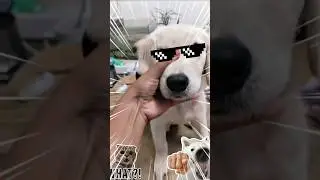 kaasu vanthutaa dhisha adangaathava da🐶✨🔥#youtube #pets #goldenretriever #trending