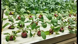 Indoor Delights: Grow & Harvest Fruit Radishes on a Lyine Hydroponic Ebb & Flow System!