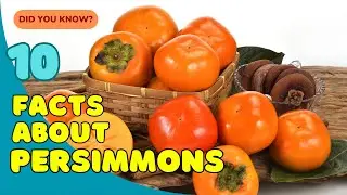 10 удивительных фактов о хурме, которые вы не знали! 🍊