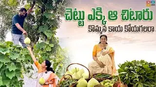 Bumper Harvest /నేల మీద చోటు సరిపోనట్టు పాదులు చెట్లు ఎక్కుతున్నాయి /MAD GARDENER