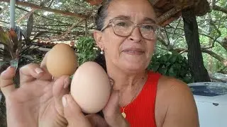 Os BENEFÍCIOS do Ovo da Galinha D’Angola / Guiné / Capote - MUITO MAIS FORTE QUE O OVO COMUM?