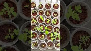 Watering seedlings with rainwater and harvesting fresh okra, eggplant, and blue ternate #gardening