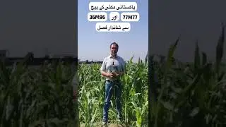 High Crop Yield from Pakistani Corn Seed March 2024 Plantation #farming #regenerativefarming #corn