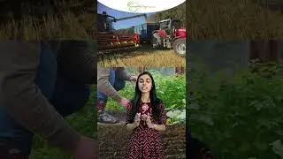 ઓછા સમય માં વધુ ઉપજ આપતો પાક એટલે કોથમીર...
