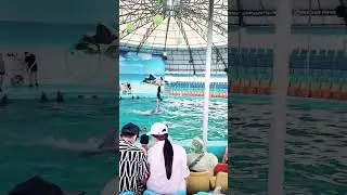 Dolphin show😍😍