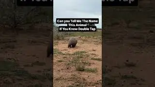 genius tell me the nam this animals? #challenge #reels #animals #nature #wildlife #reels