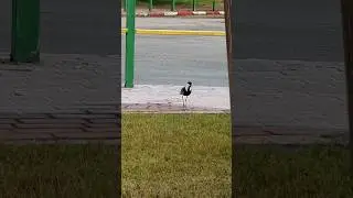 Vanellus spinosus bird