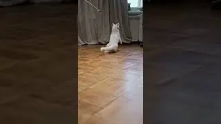Cats  Hunting Exercise Pet Toy | Nature With Animals