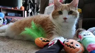Halloween Chewy Haul