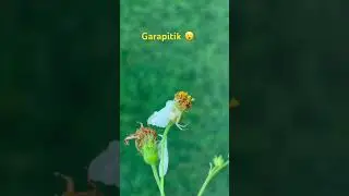 Garapitik