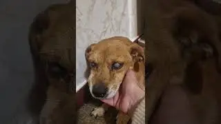 17 Years Old Dog - He Can't Use His Eyes Anymore 😔