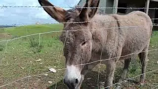 Di Dekati #keledai #donkey #portugal