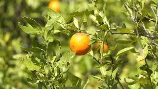 Florida Agriculture 2025 * Citrus Industry * Orange Farming * Orange Groves #orange #agriculture