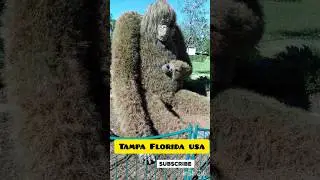 bush gardens#Tampa#florida
