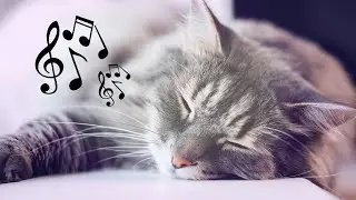 Healing cat music box 🐈 Music for restless cats ♬ Stress Relief & Sleep Music