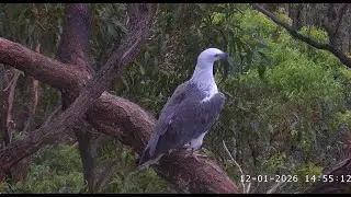 Sea EagleCAM~  Lady z wizytą 2026 01 12