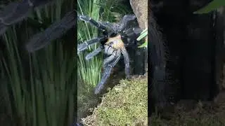 Самка Cyriopagopus sp. &laquo;Суматра&raquo;
