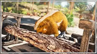 This Beaver Does A Very Important Job In Our Base... | Ark Survival Ascended [Episode 5]