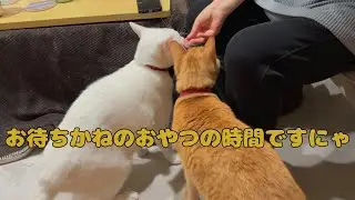 【保護猫】🐈みんな大好きおやつの時間ですにゃ🐈の巻【にゃんこ日和】【rescued cat】