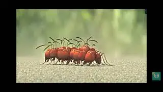लाल चिंटी और काली चिंटी की लड़ाईयों read chintee and black chinte ki lngeeyon.,