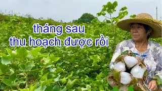 [978]Rẫy B&ocirc;ng Vải B&agrave; Nội Trồng Cho Gia Đ&igrave;nh Xo&agrave;i L&agrave;m Chăn(Mền) Khi Dọn V&agrave;o Nh&agrave; Mới.