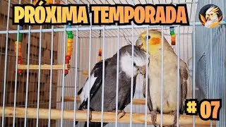 NOVA TEMPORADA | NOVAS GAIOLAS #avesemimos #calopsitas