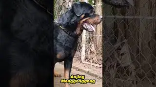 Anjing Menggonggong