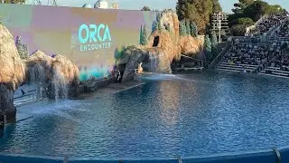 ORCA Encounter Show  - SeaWorld San Diego 