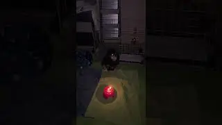 クルミちゃん９才の誕生日なのです #可愛い #仲良し #癒し ＃ポメラニアン#火