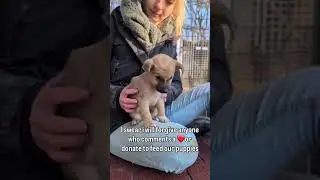 please let's help this rescue 🙏 #canada#america#newyork#washingtone#michigan#paris#michigan#puppy#