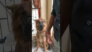 Tyson enjoying his bath|GERMAN SHEPHERD|DOUBLE COAT|WORKING BREED|GSD|FUNNY VIDEO