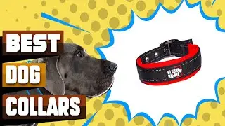 Best Dog Collars In 2025 - Top 10 Dog Collars Review