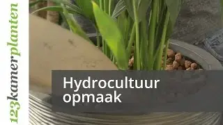 Hydrocultuurplanten opmaken - 123kamerplanten