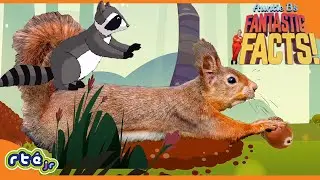 ⭐ NEW: Auntie B's Fantastic Facts | Red Squirrels 🐿, Robots 🤖, Rain 🌧 | Full Episode | Episode 4