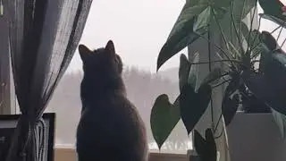 Snowy day vibes: a cat watching the snowfall.❄️❄️#cats #cat #kitten #kitty 