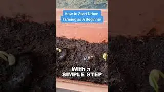 How to start as an Urban Farmer as a Beginner #farming #farm