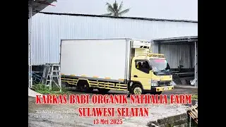 KARKAS BABI ORGANIK NATHALIA FARM KE SULAWESI SELATAN