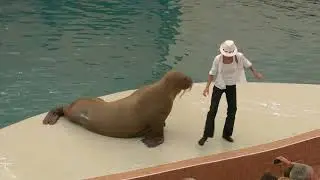 Jackson dancing The Silvia Walrus