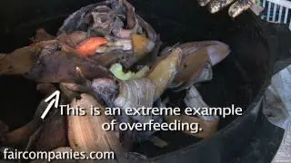 Good bugs in a worm bin & DIY fly trap