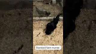 bantam#fancy #fighter #aseel #brahma #latestpriceupdate #sundaybirdsmarket
