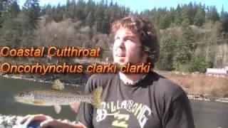 Fly fishing the Stave River