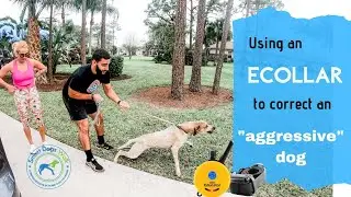 Using an ecollar to correct an 